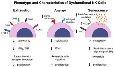 Characterizing the Dysfunctional NK Cell: Assessing the Clinical Relevance of Exhaustion, Anergy, and Senescence